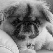 Pekingeser Jason