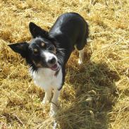 Border collie Mille