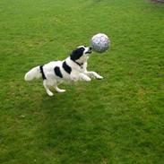 Border collie Lucky