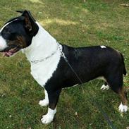 Bullterrier Mendoza Von Bercek