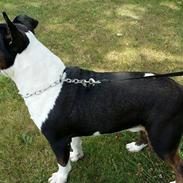 Bullterrier Mendoza Von Bercek