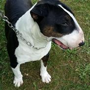 Bullterrier Mendoza Von Bercek