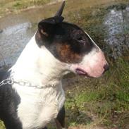 Bullterrier Mendoza Von Bercek