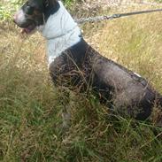 Bullterrier Mendoza Von Bercek