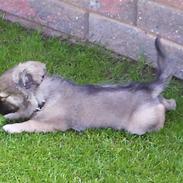 Blanding af racer Monster