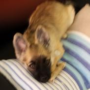 Blanding af racer Monster