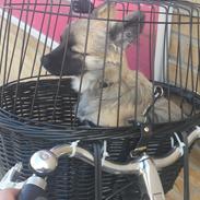 Blanding af racer Monster