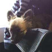 Blanding af racer Monster