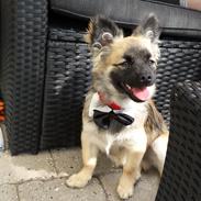 Blanding af racer Monster