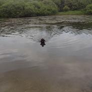 Ruhåret hønsehund Milo