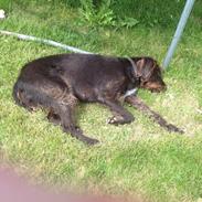 Ruhåret hønsehund Milo