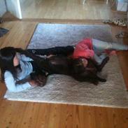 Ruhåret hønsehund Milo