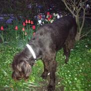 Ruhåret hønsehund Milo