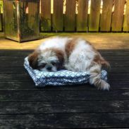 Shih tzu Bella