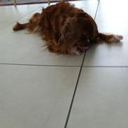 Cavalier king charles spaniel Mary Poppins (Poppin)