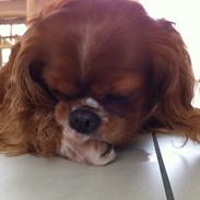 Cavalier king charles spaniel Mary Poppins (Poppin)