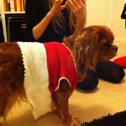 Cavalier king charles spaniel Mary Poppins (Poppin)