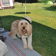 Blanding af racer Dobby (Goldendoodle)