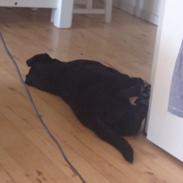 Labrador retriever Amy