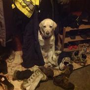 Labrador retriever Jeff <3 <3