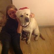 Labrador retriever Jeff <3 <3