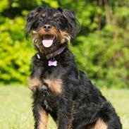 Tysk jagtterrier Magda