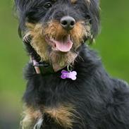 Tysk jagtterrier Magda