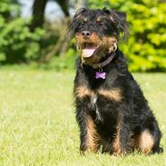 Tysk jagtterrier Magda