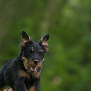 Tysk jagtterrier Magda