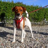 Blanding af racer Freja