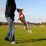 Blanding af racer Freja