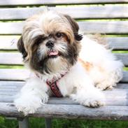 Shih tzu Maude