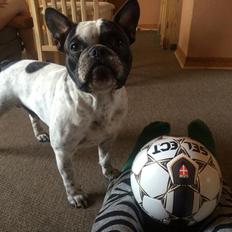 Fransk bulldog Hannibal