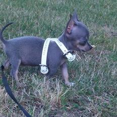 Chihuahua Aston
