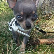Chihuahua Aston