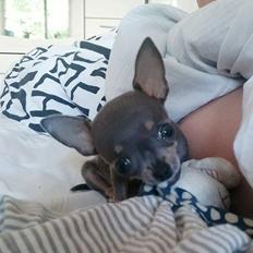 Chihuahua Aston
