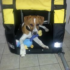 Dansk svensk gaardhund Buster