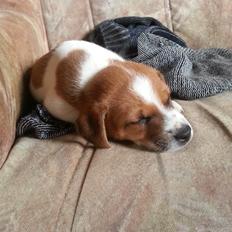 Dansk svensk gaardhund Buster