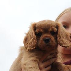 Cavalier king charles spaniel Molly