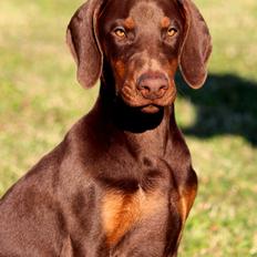 Dobermann Royal Danish Check This Out aka Foxy