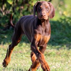 Dobermann Royal Danish Check This Out aka Foxy