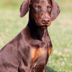 Dobermann Royal Danish Check This Out aka Foxy