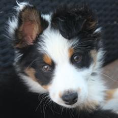 Australian shepherd Rosenlysts Black Velvet