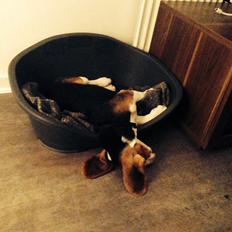 Beagle Holger