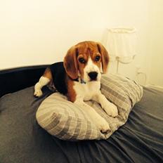 Beagle Holger