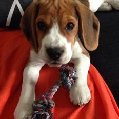 Beagle Holger