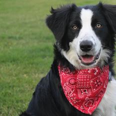 Border collie og labrador -Bailey
