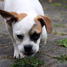 Olde english bulldogge Don