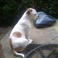 Olde english bulldogge Don