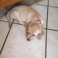 Blanding af racer Milla